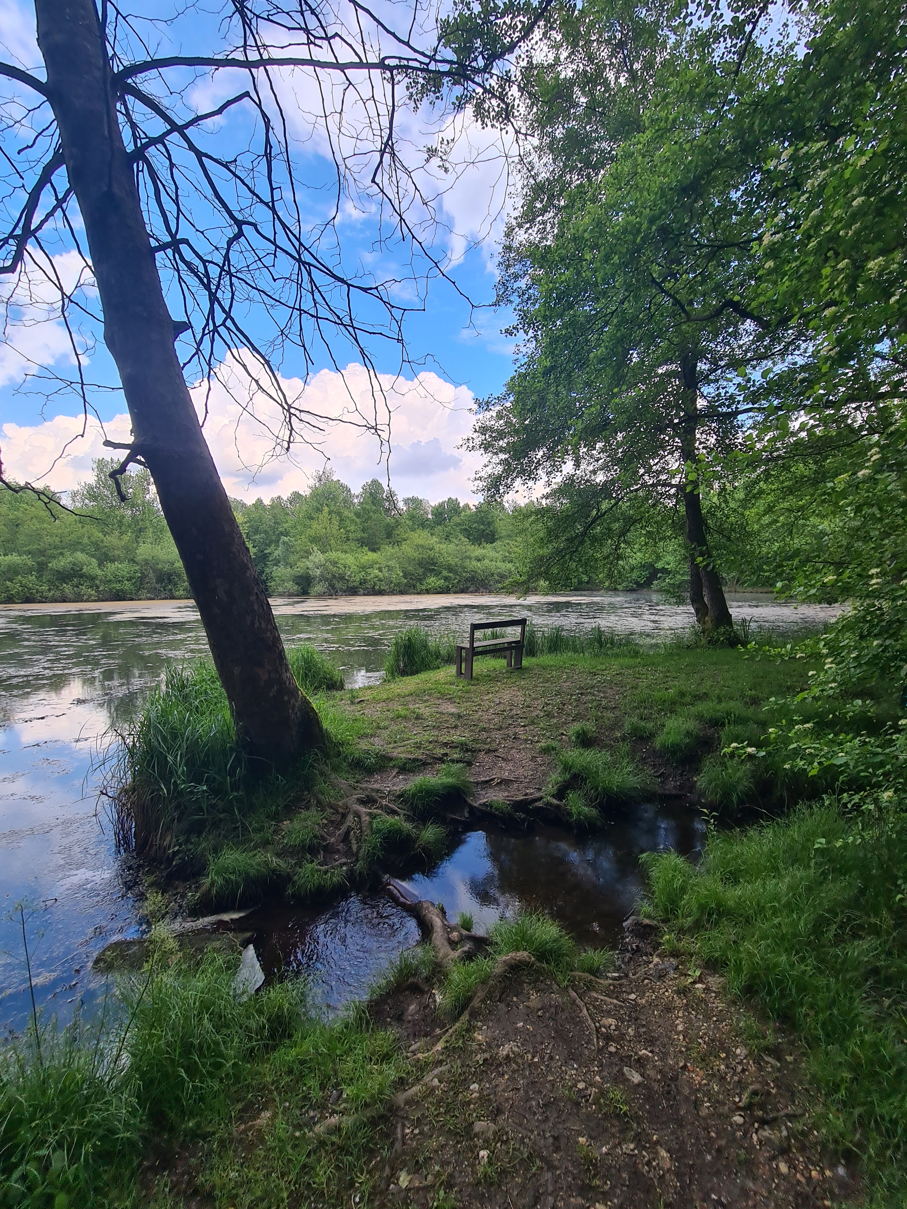 Una passeggiata tra natura e biodiversità: la torbiera di Borgo Pegoraro vicino a Udine