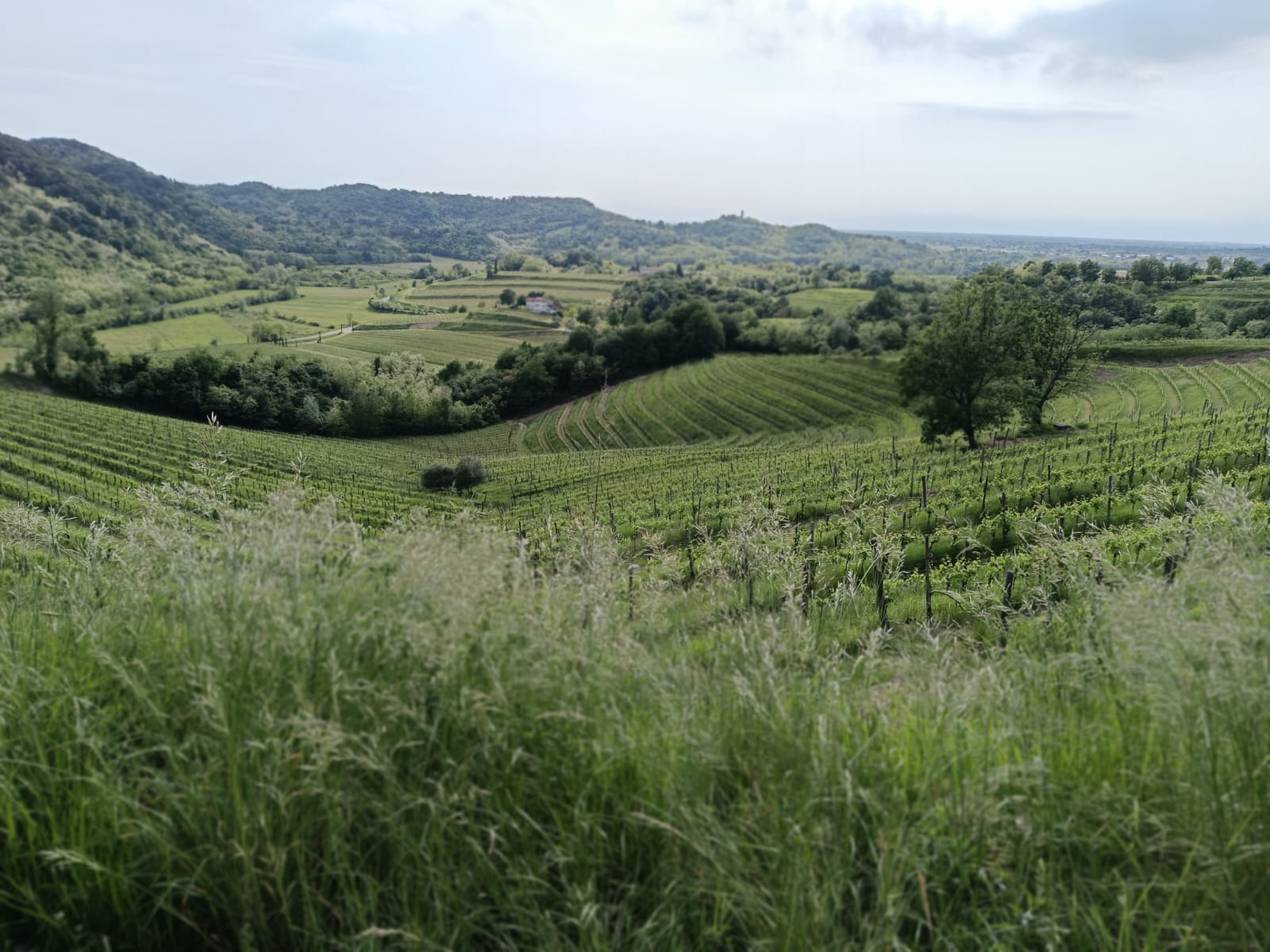 Famiglia in e-bike sul Collio